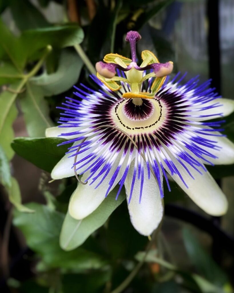 Passiflora Caerulea Growing Guide Blue Passionflower Care