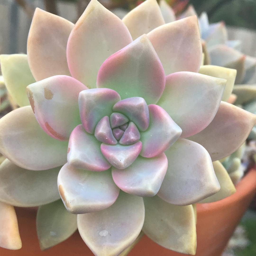 Graptopetalum Paraguayense Growing And Care Guide