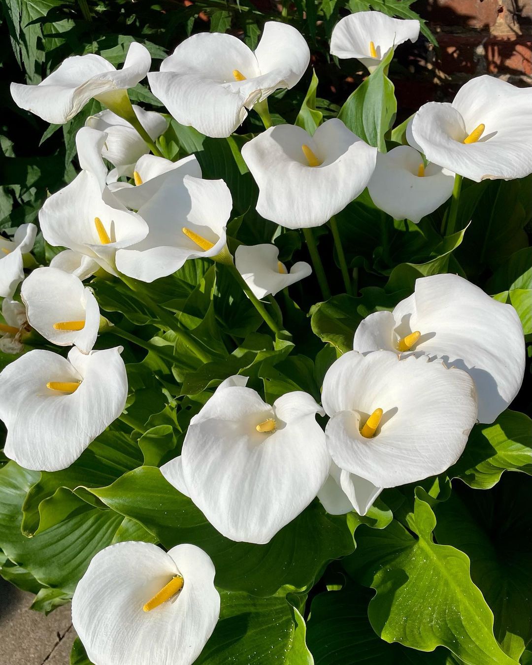 Arum Lily Care And Growing Guide Tips To Grow Zantedeschia