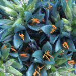 Puya Alpestris Sapphire Tower Care Guide Homegardeningweb