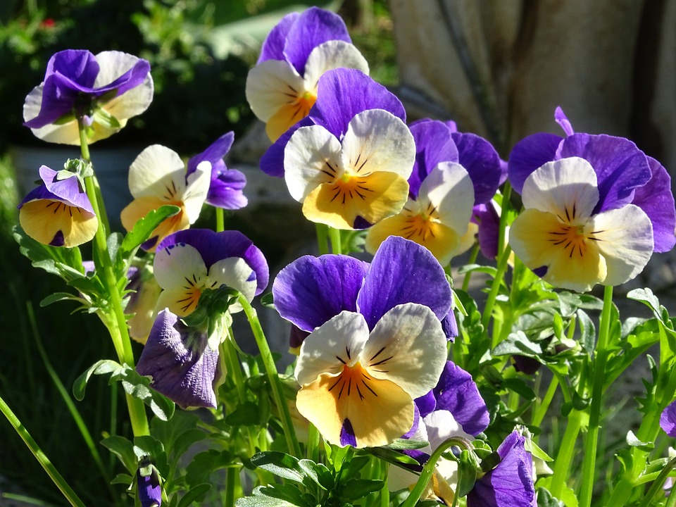 Image of Viola companion vegetables image 2