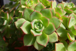 Echeveria Pulidonis 1