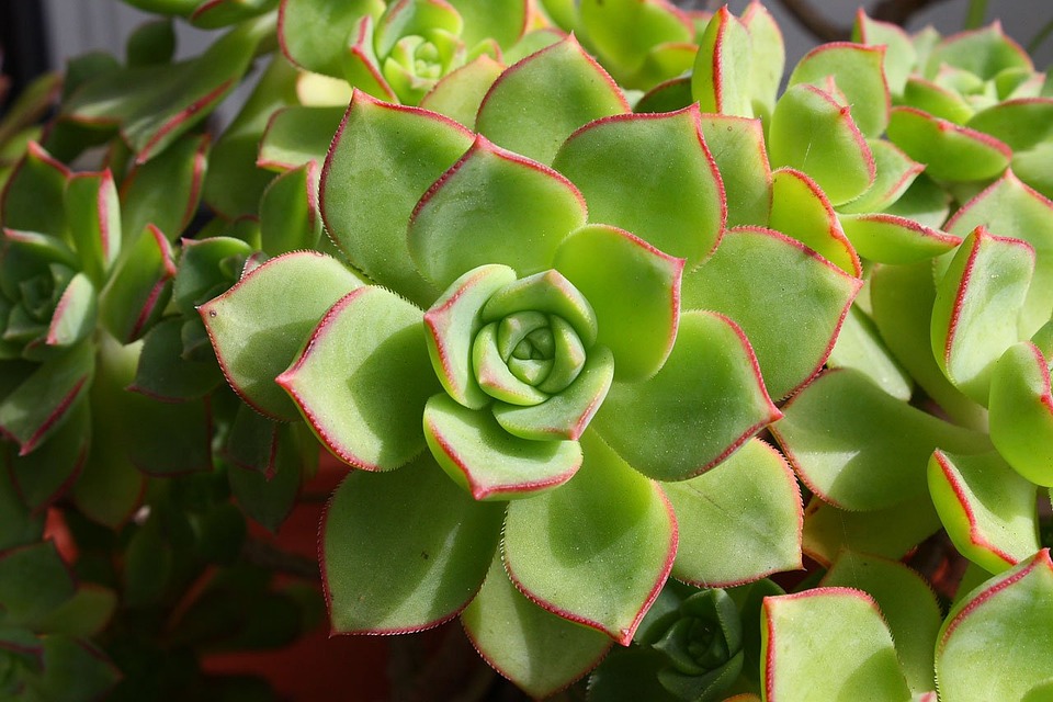 How to Grow Echeveria Pulidonis