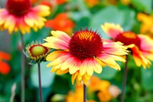 13 Best Gaillardia Companion Plants 1