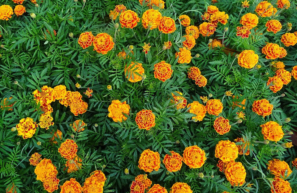 Marigold Benefits and Uses in the Garden