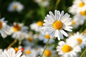 white daisy 3