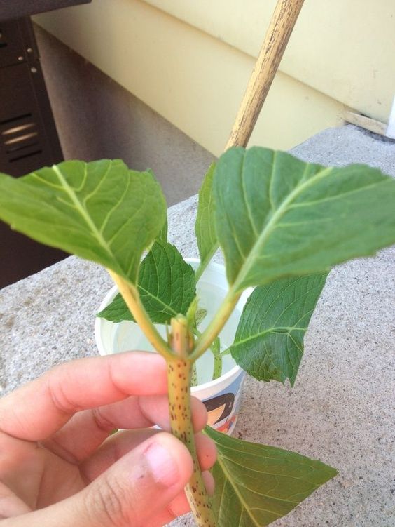  Hydrangeas Cuttings 2