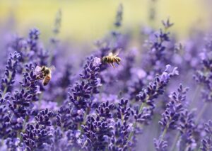 Lavender vs. Lilac: Difference and Similarities 1