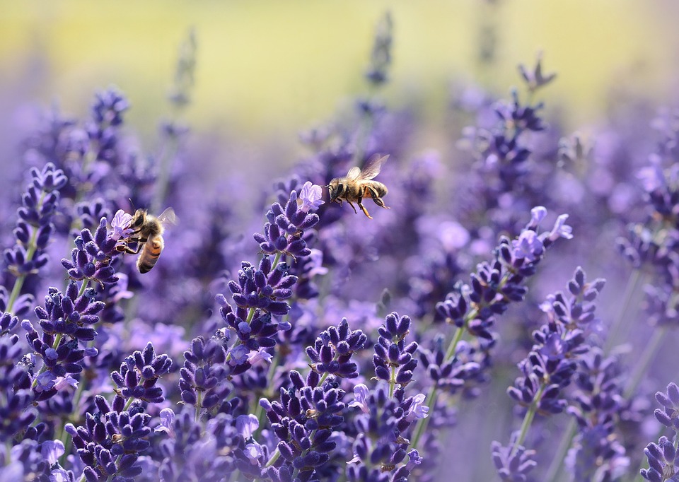 Best Companion Plants for Lavender 1