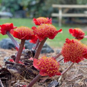 Haemanthus Coccineus Care 3 