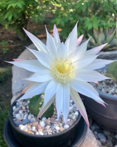 Easter lily cactus 5