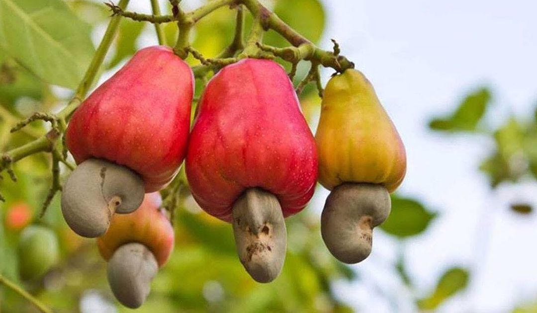 Is It Safe to Eat Cashew Fruit?