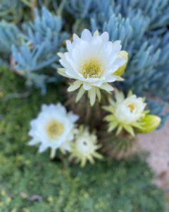 white cactus flower 7