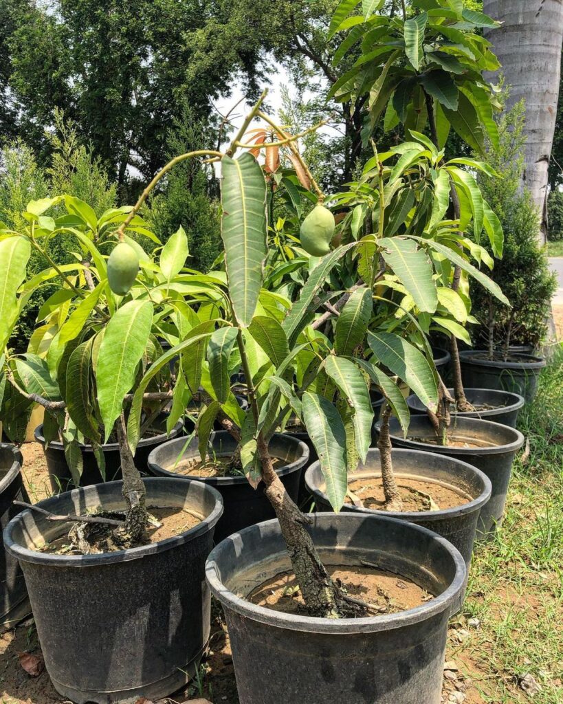 Tips To Grow Mango Tree In A Pot 2