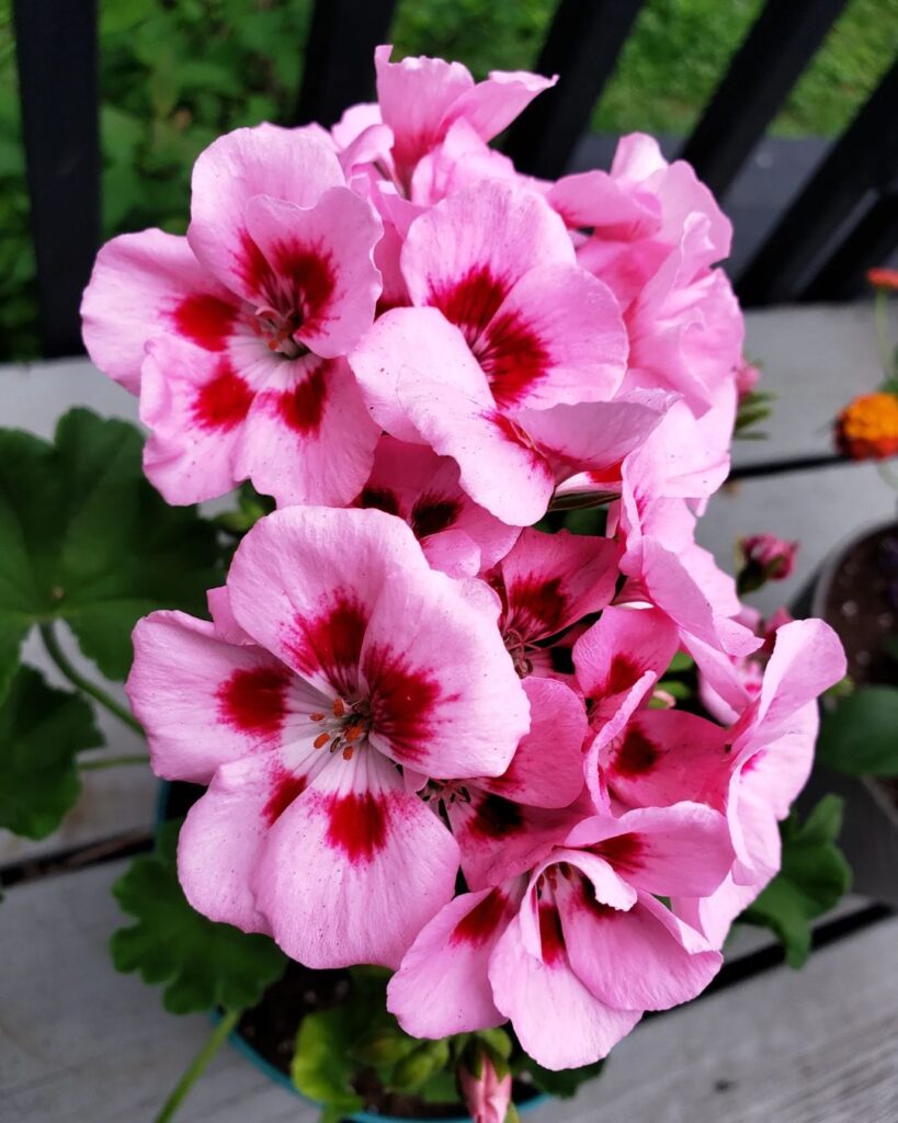 Martha Washington Geranium 1