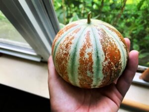 Kajari Melon Care in Pots and Garden 1