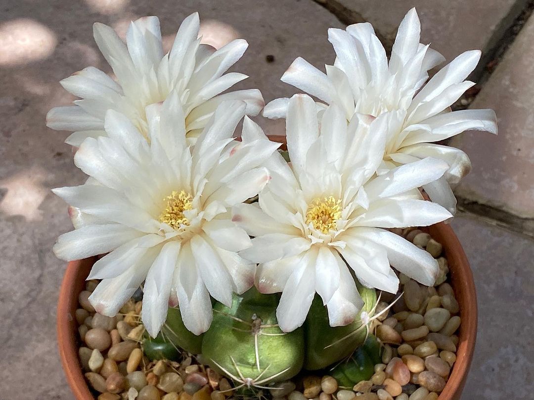 chin cactus flowers