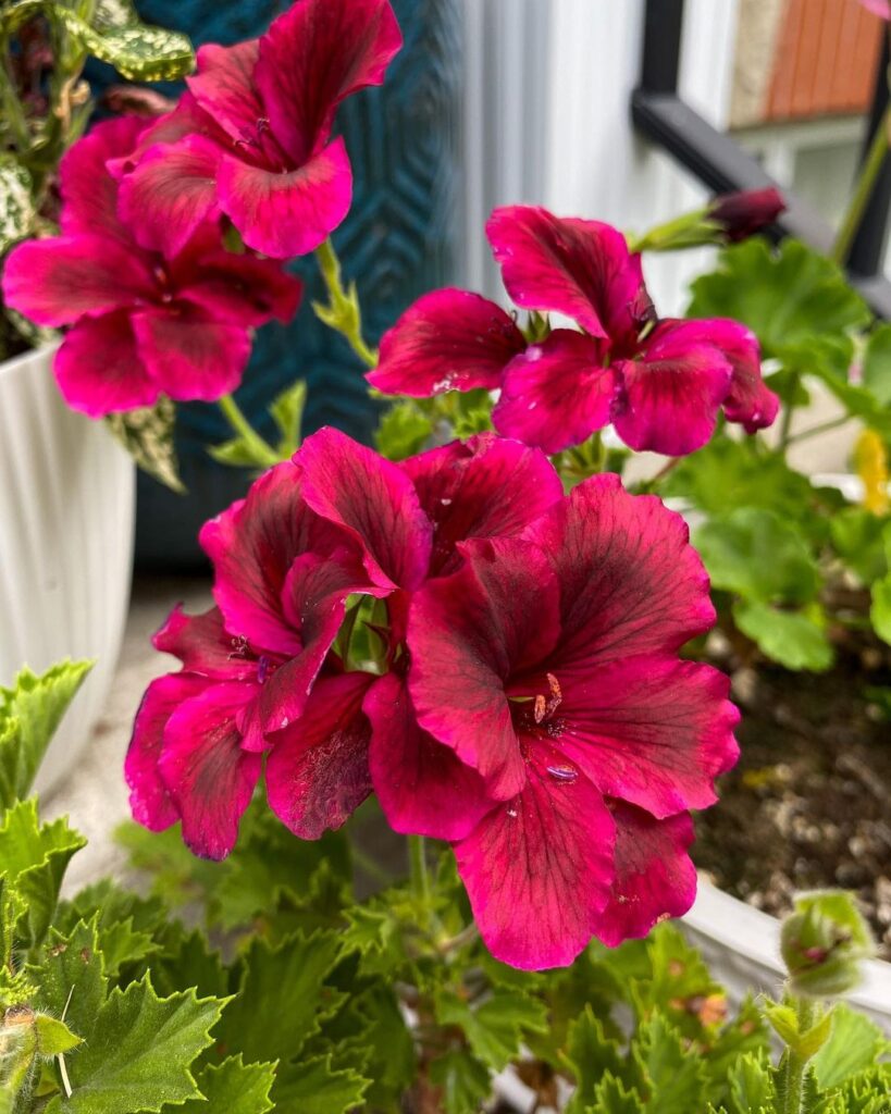 Martha Washington Geranium 2