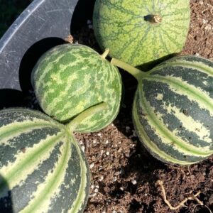 Kajari melon care in pots and garden 3