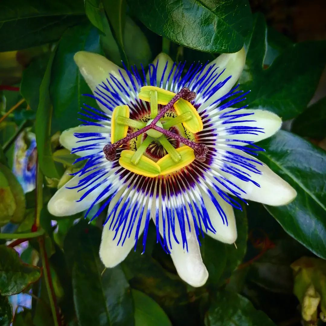 Passiflora Caerulea Growing Guide | Blue Passionflower Care ...