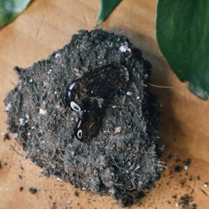 Hydrophobic Soil: Causes and How to Fix It 1