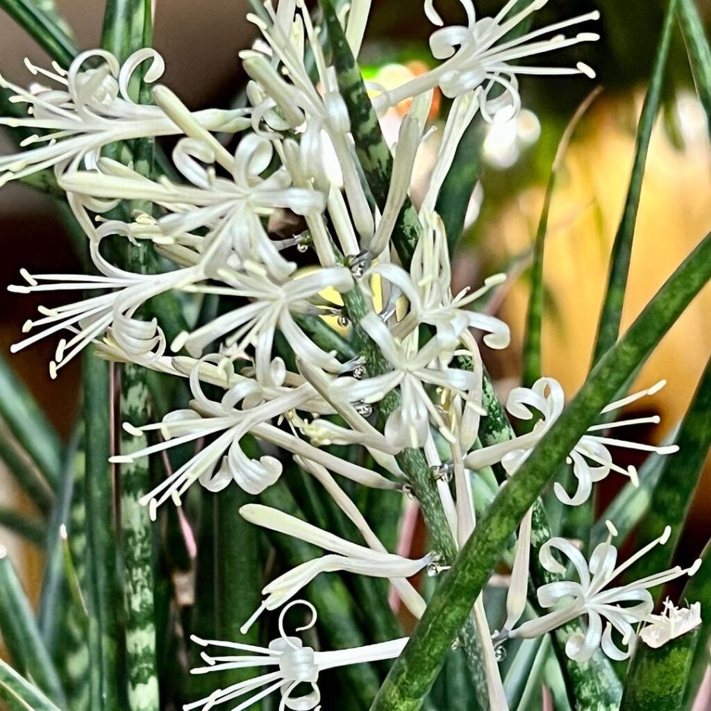 how to force snake plant to bloom 1