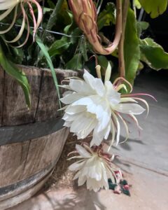 cactus bloom 6