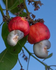Is it Safe to Eat Cashew Fruit 1