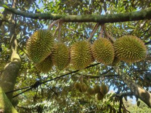 Is It Possible to Grow Durian in California 1