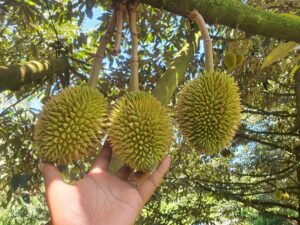 Is It Possible to Grow Durian in California 2