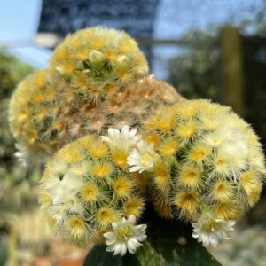 mammilaria 12