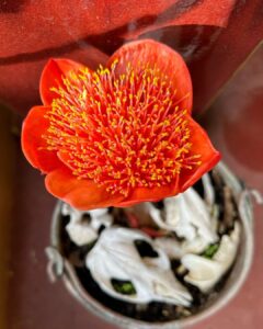 Haemanthus Coccineus Care 1