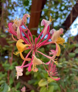 Pink Honeysuckle 4