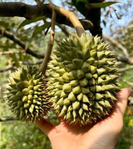 Durian fruit 3