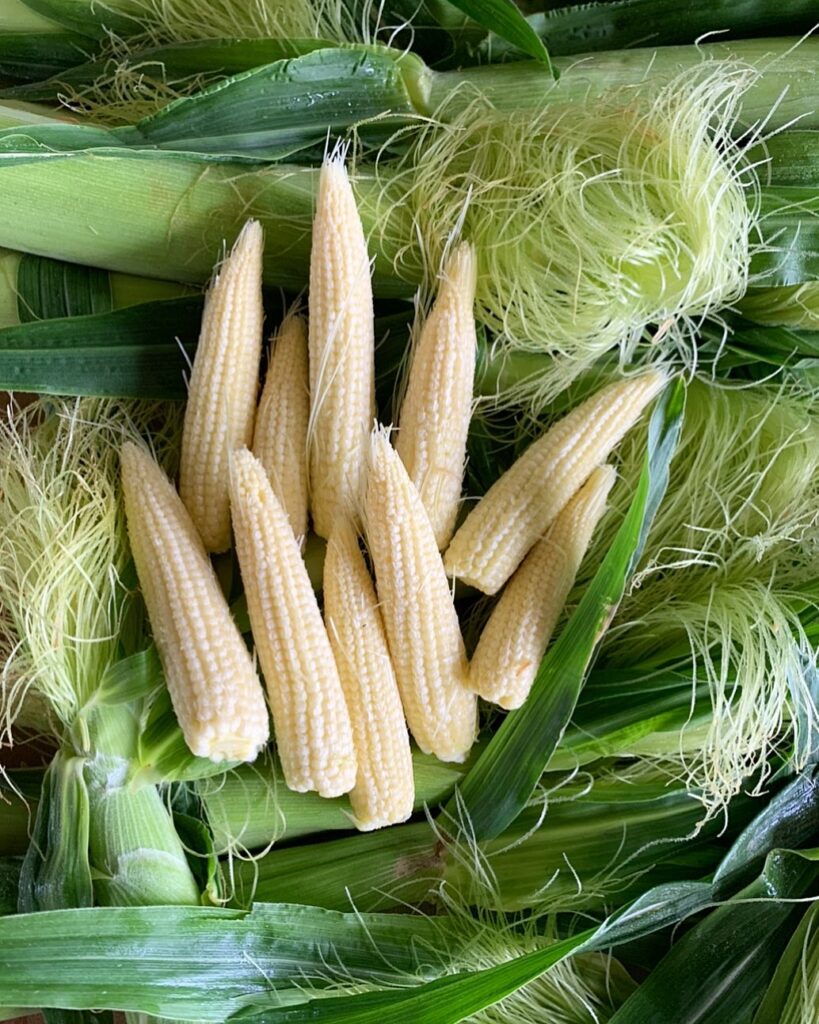 baby corn 1