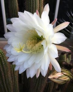 Cactus with White Flowers 2