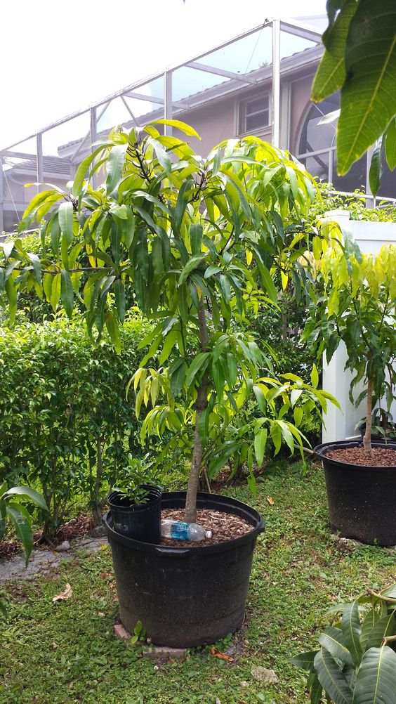 mango plant 3