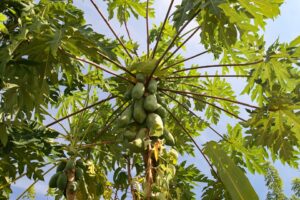 Tips to Grow a Papaya Tree 2