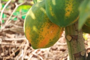 ripe papaya