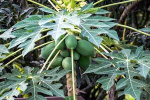 Tips to Grow a Papaya Tree 3