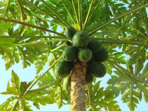Tips to Grow a Papaya Tree 1