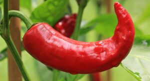 hot peppers 3