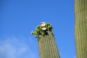 cactus with white flowers 1