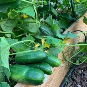 Tips on Growing Cucumbers Vertically 4