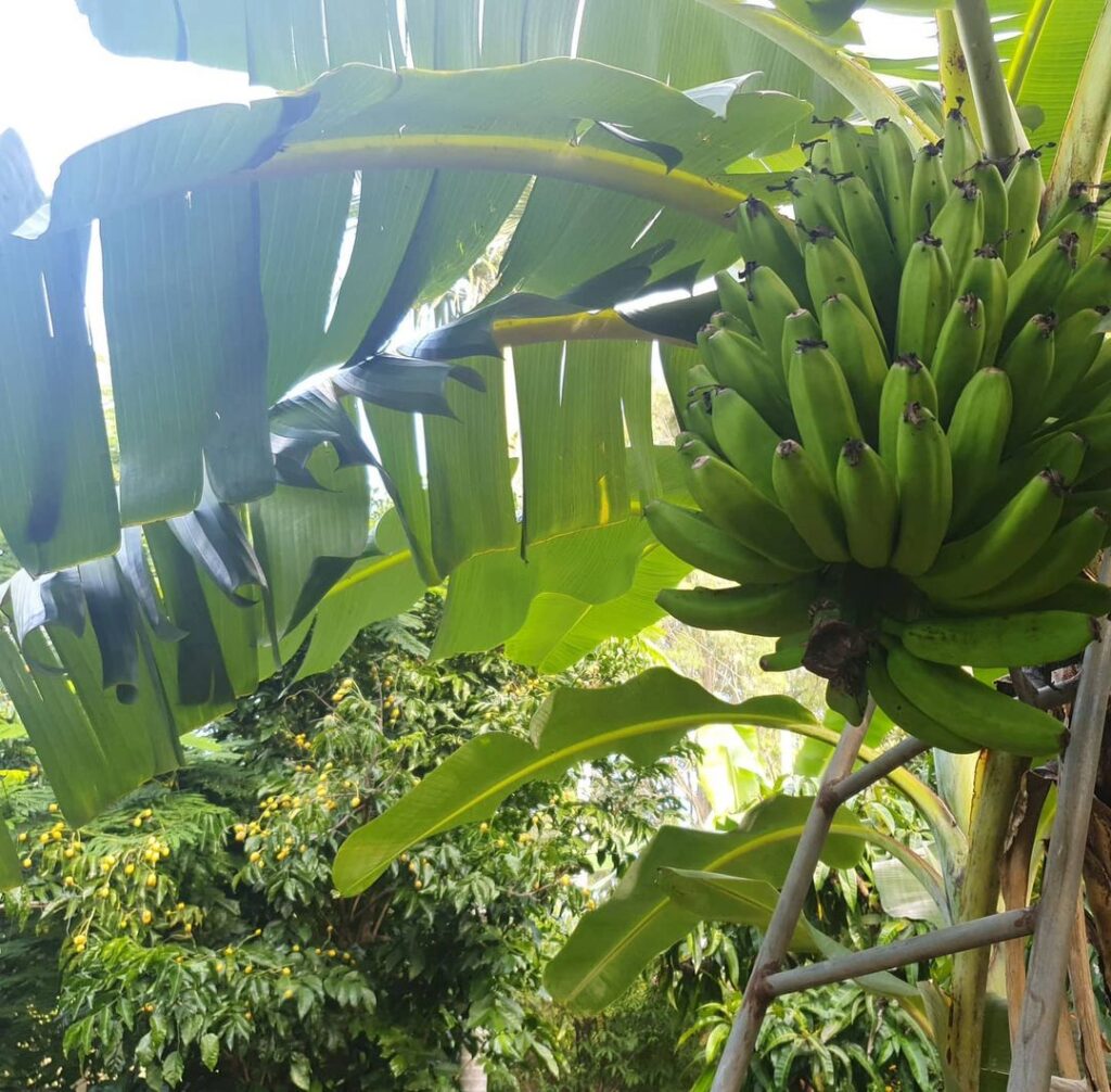 Banana Varieties 3