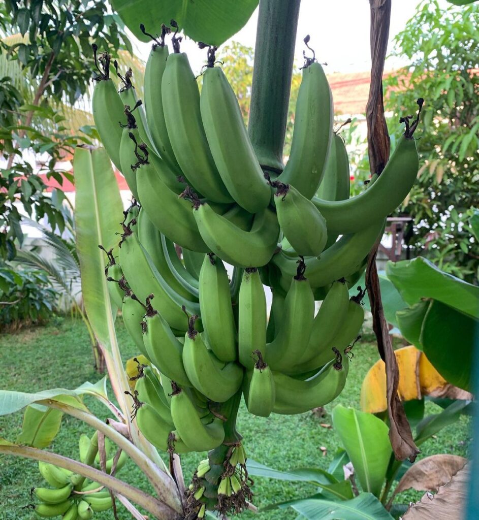 Banana Varieties 6