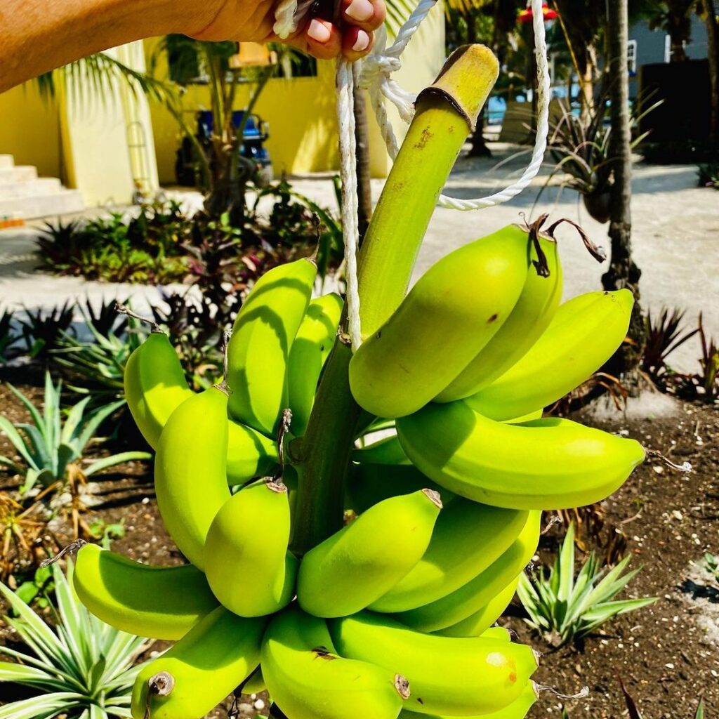 Banana Varieties 7