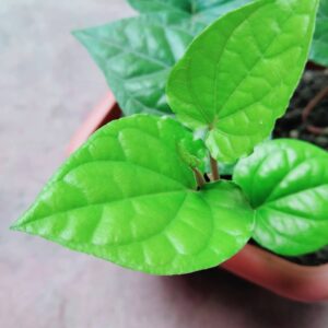 Betel Leaf Plant Care and Growing Guide 2