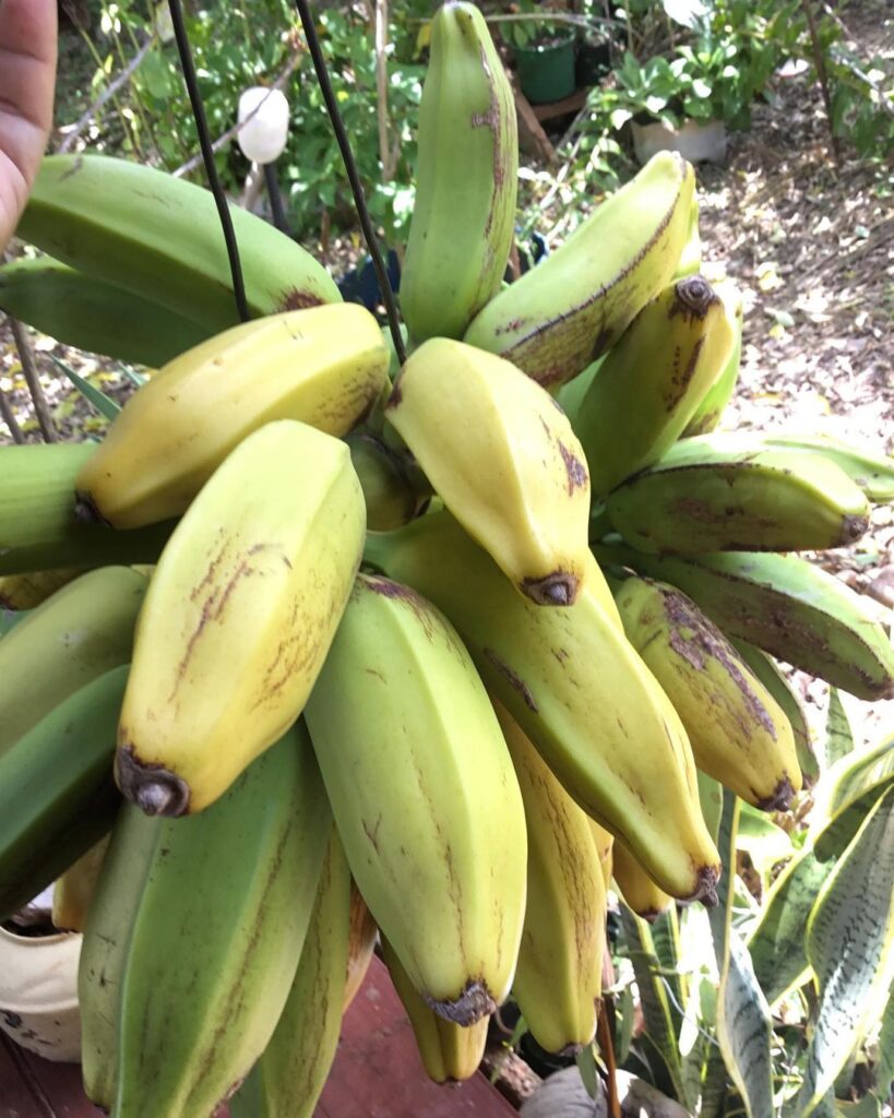 banana 10