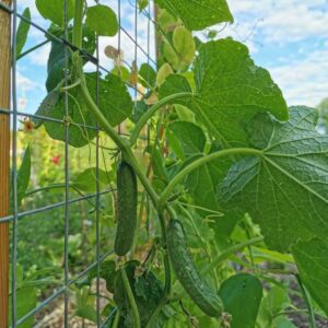 Tips on Growing Cucumbers Vertically 3